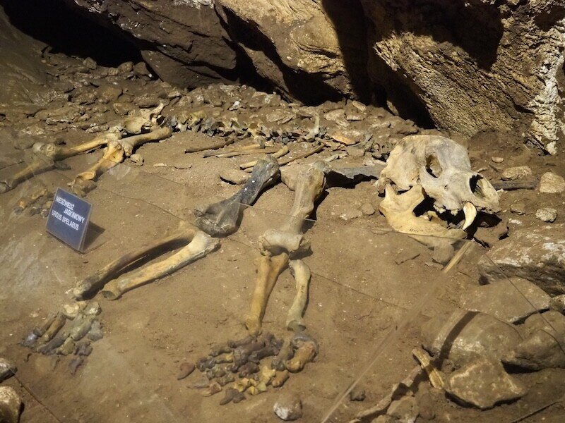 The highlight right at the beginning: this skeleton of an Ice Age cave bear, which was put together from several individual finds. The cave was probably once a favourite refuge for animals, and perhaps also humans.