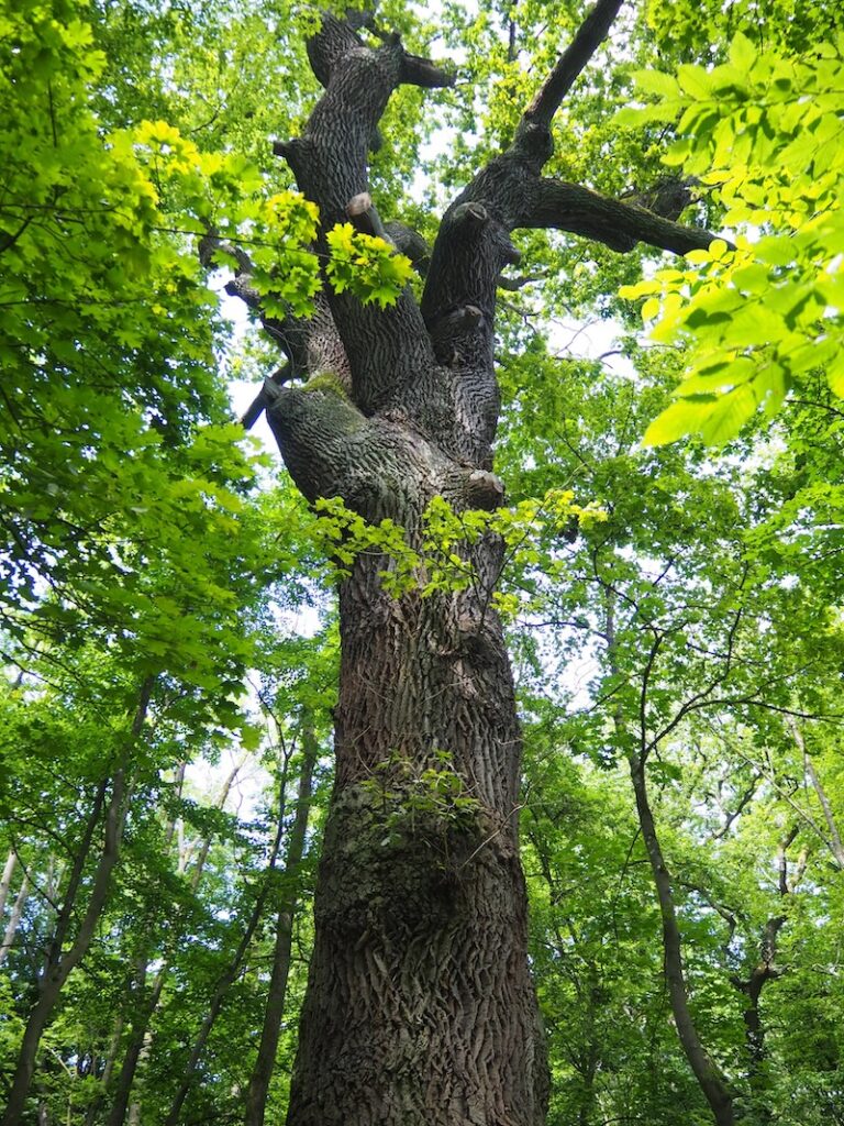 Hier bestaunen wir die mehrere Hundert Jahre "Alte Eiche" ...