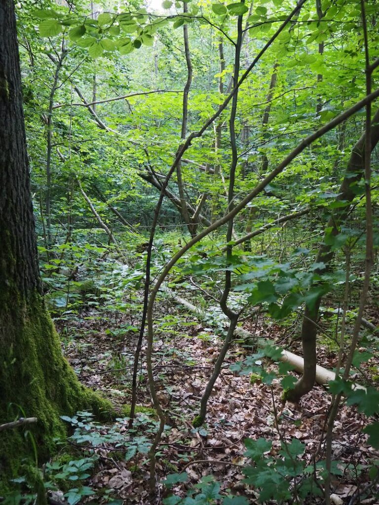 ... der das Eintauchen in die Ursprünglichkeit der "Alten Buchenwälder" in Europa richtig möglich macht.